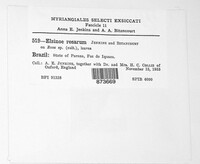 Elsinoe rosarum image